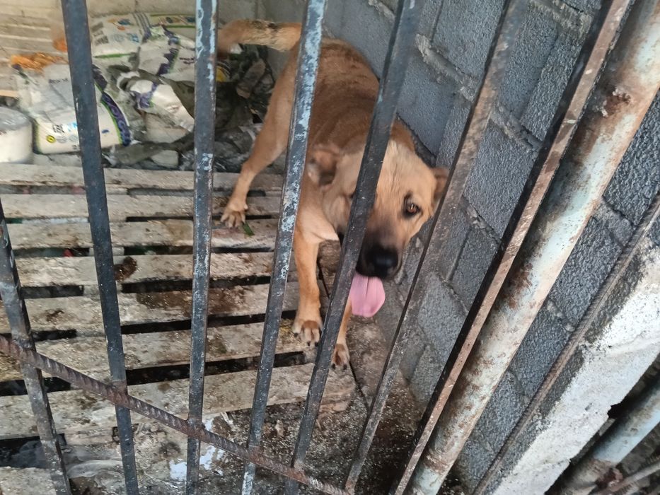 Сука алабай продается