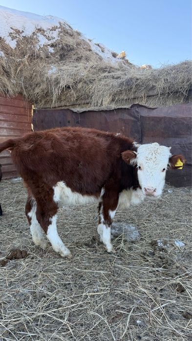 Торпақ ұрғашы 2 бас