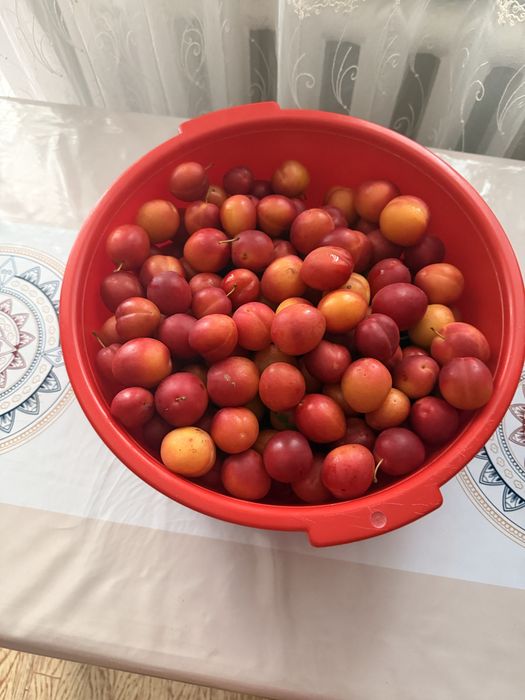 Продам дачу на 17 маршруте , 6 общество