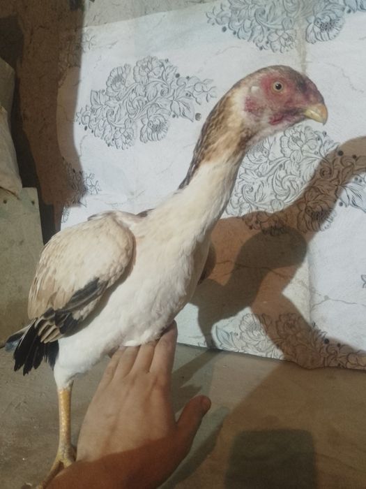 Жожа мокйонла сотилади карес зот