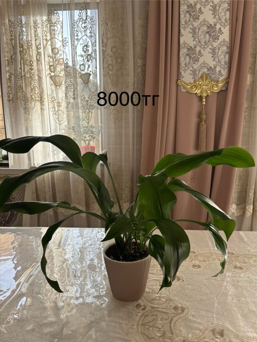 Продам комнатные цветы