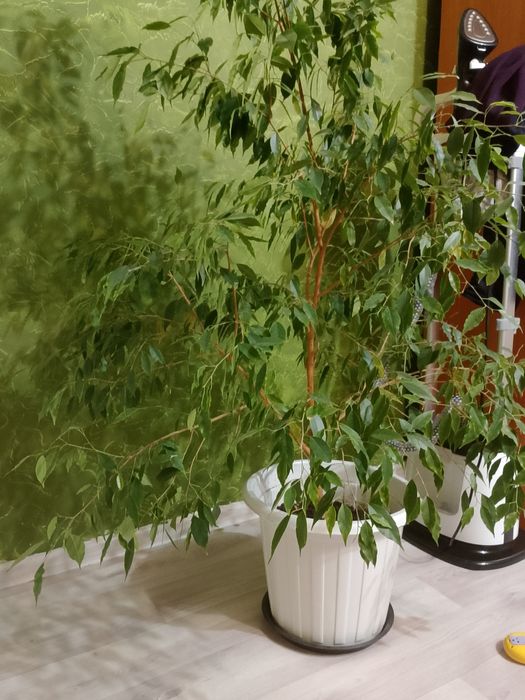 домашние комнатные цветы