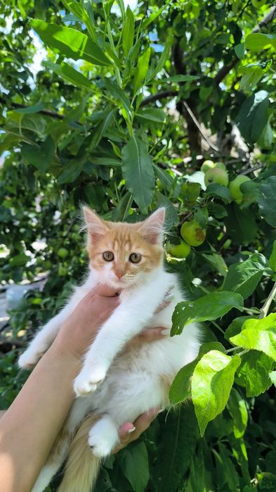 Котята Заботливым Хозяевам все девчонки