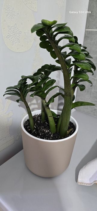 Продам цветы комнатные.