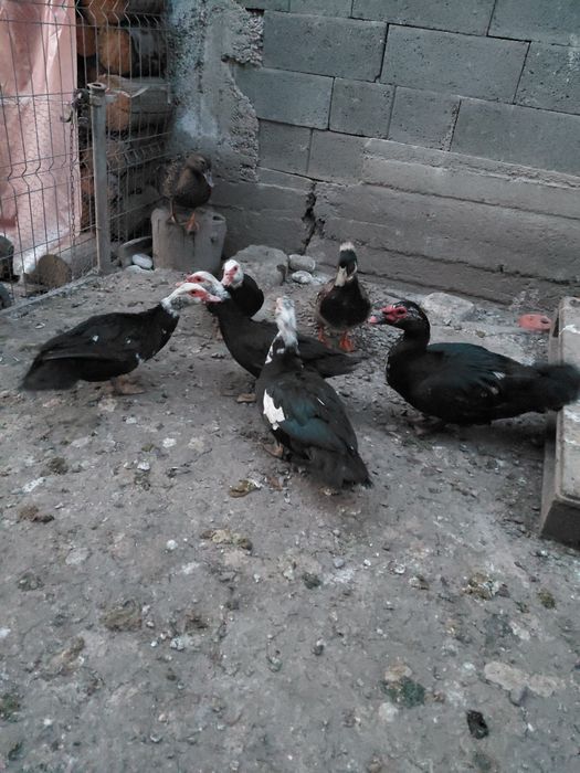 DE  vnzare  rațe