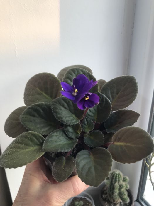Фиалка комнатная