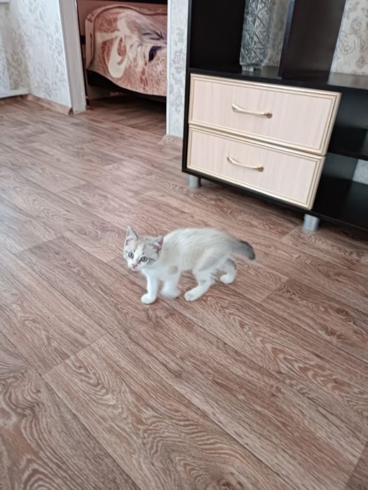 Котенок в добрые руки