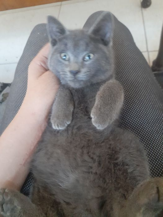 Отдам котят мальчики