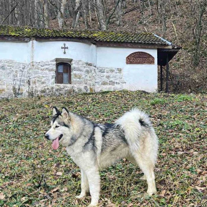 Мъжко кученце Аляски маламут