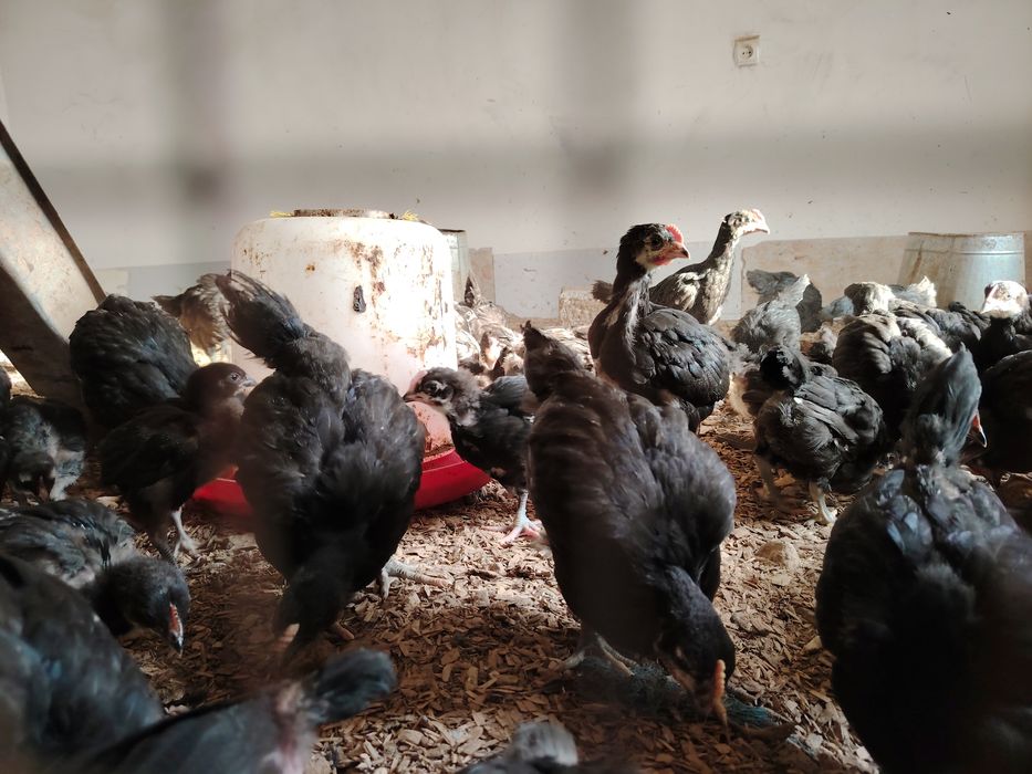 Кора шахзода 90  кунлик