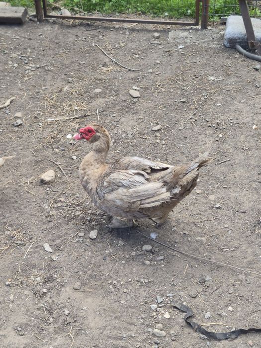 Ratoi si rațe lesesti