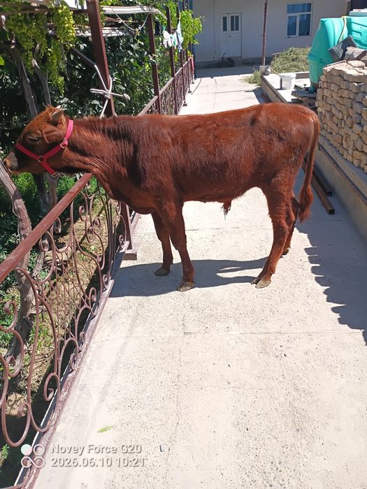 Sotladi buxoroda loshada
