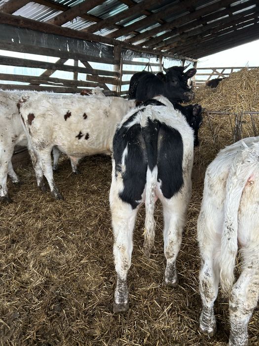 Vand vitei mai multe detali la nr de telefon