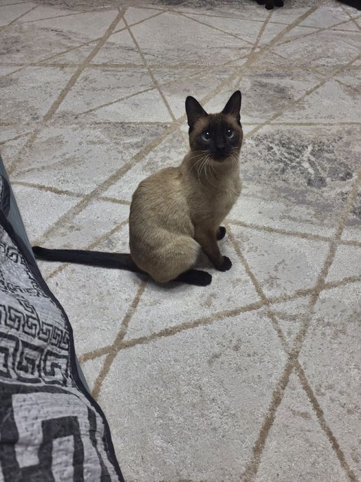 Сиамский кот кастрированный
