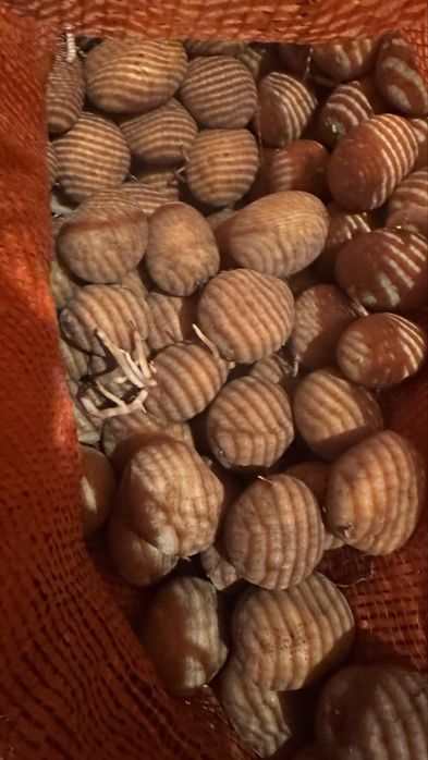 Семенной картофель домашний