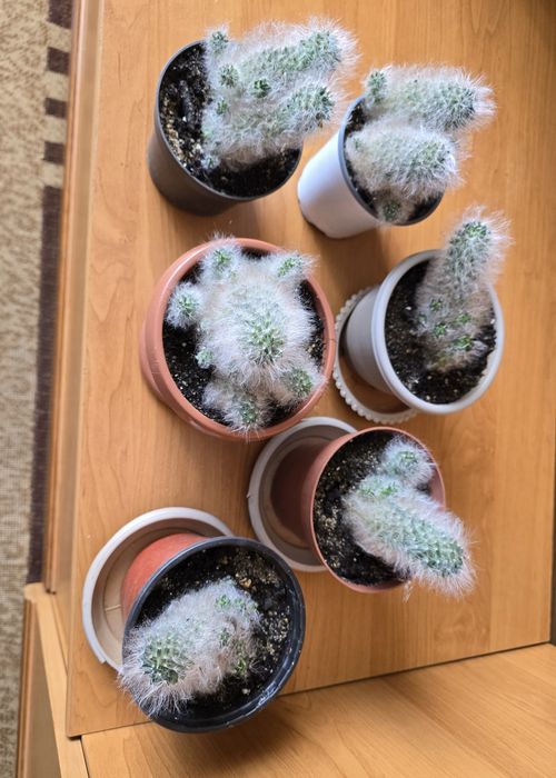 Продам кактусы в горшках.