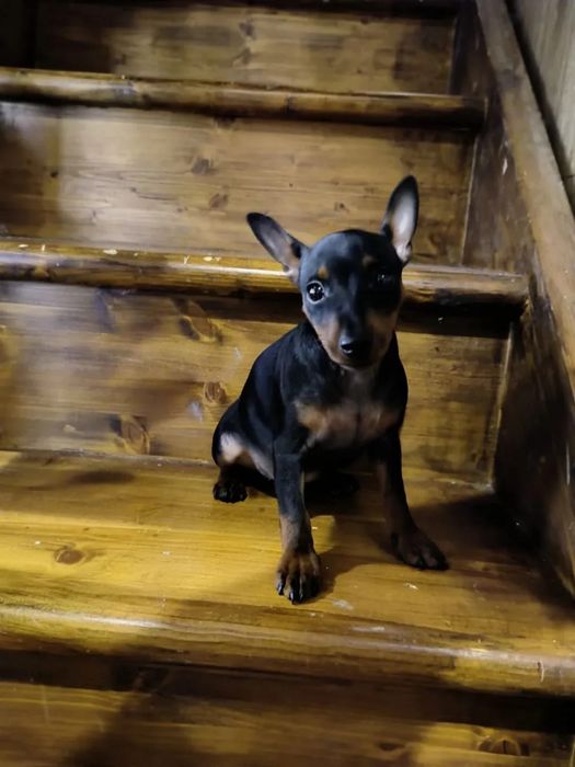 Продается щенок цвергпинчера