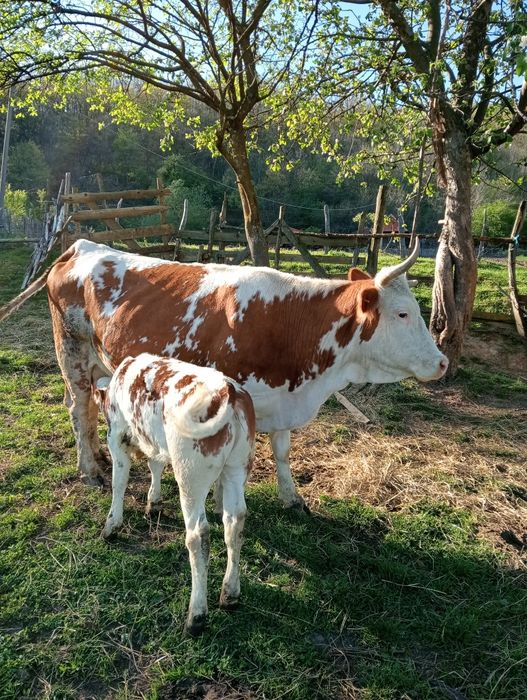 Vând vaca cu vițea