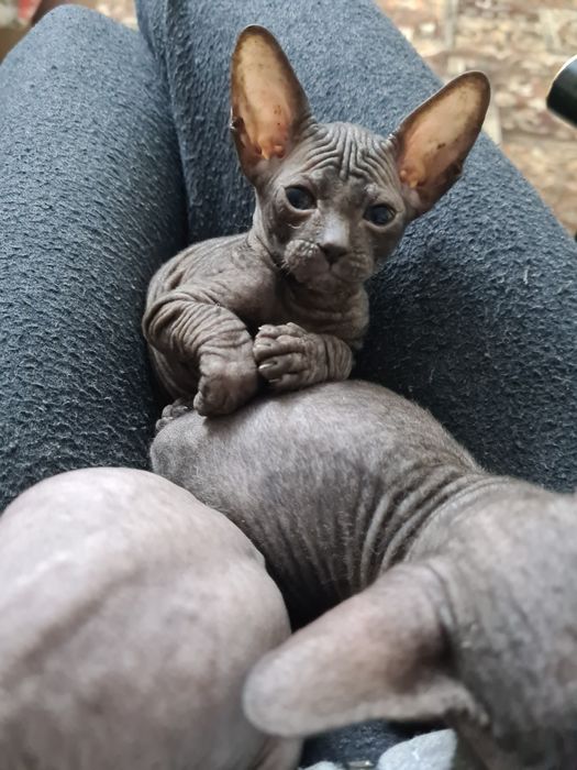 Котята Донской сфинкс