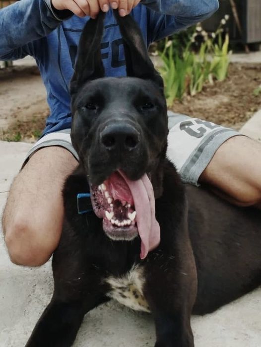 Не покупай! Возьми с приюта!