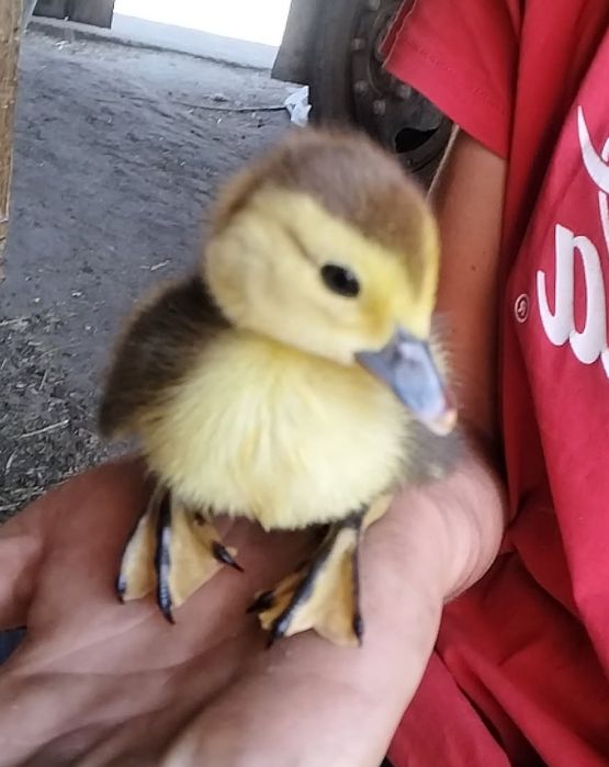 De vânzare rățușcă