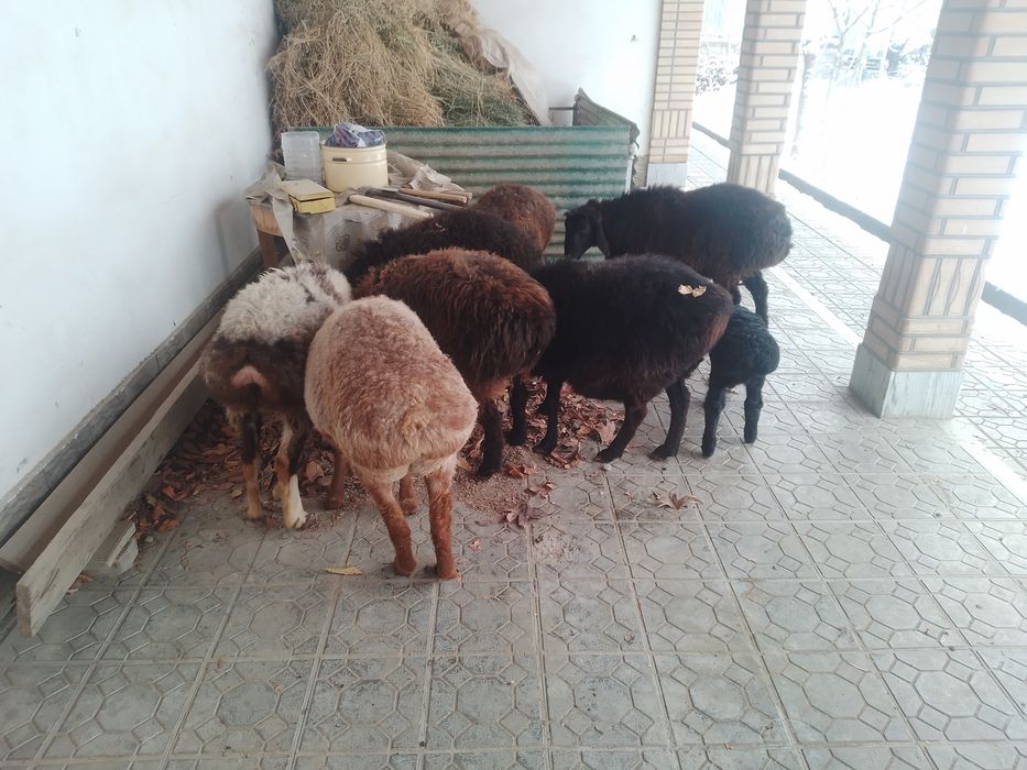 Куйлар сотилади .