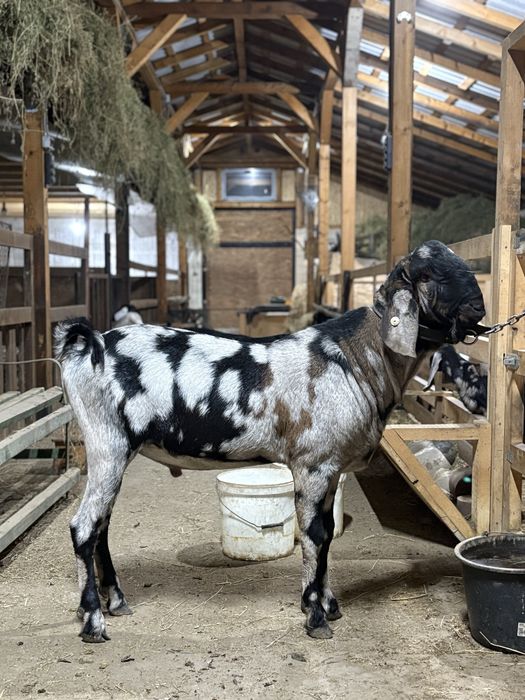 Capre si iedute AngloNubian