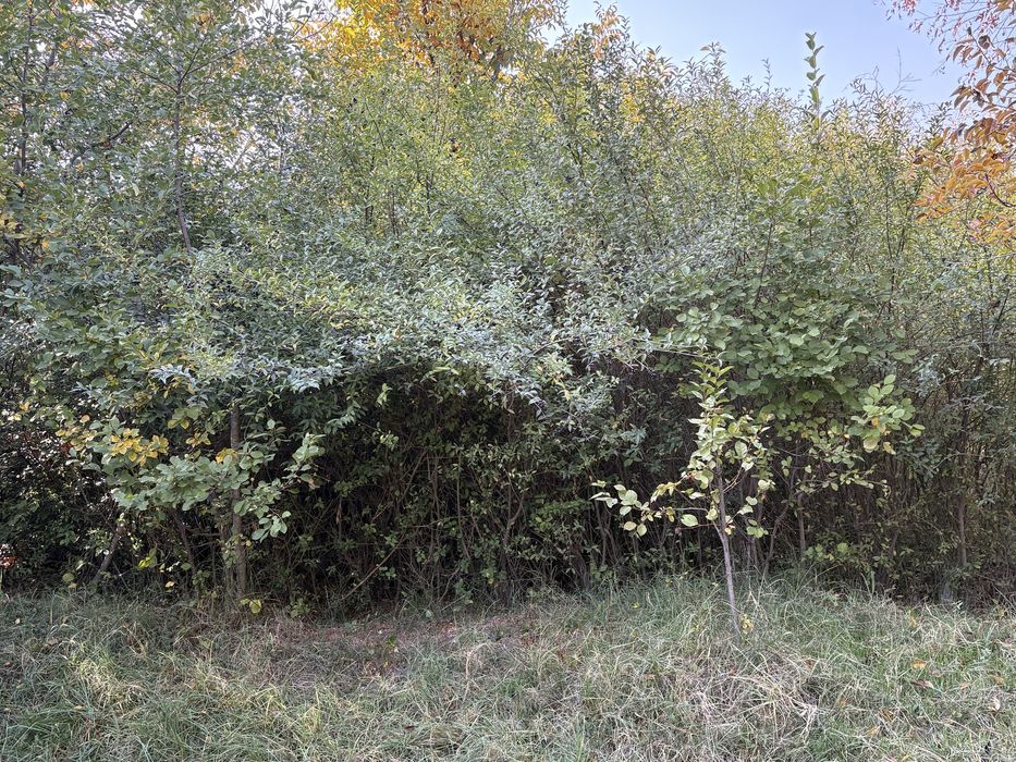 Живая изгородь , свой огород
