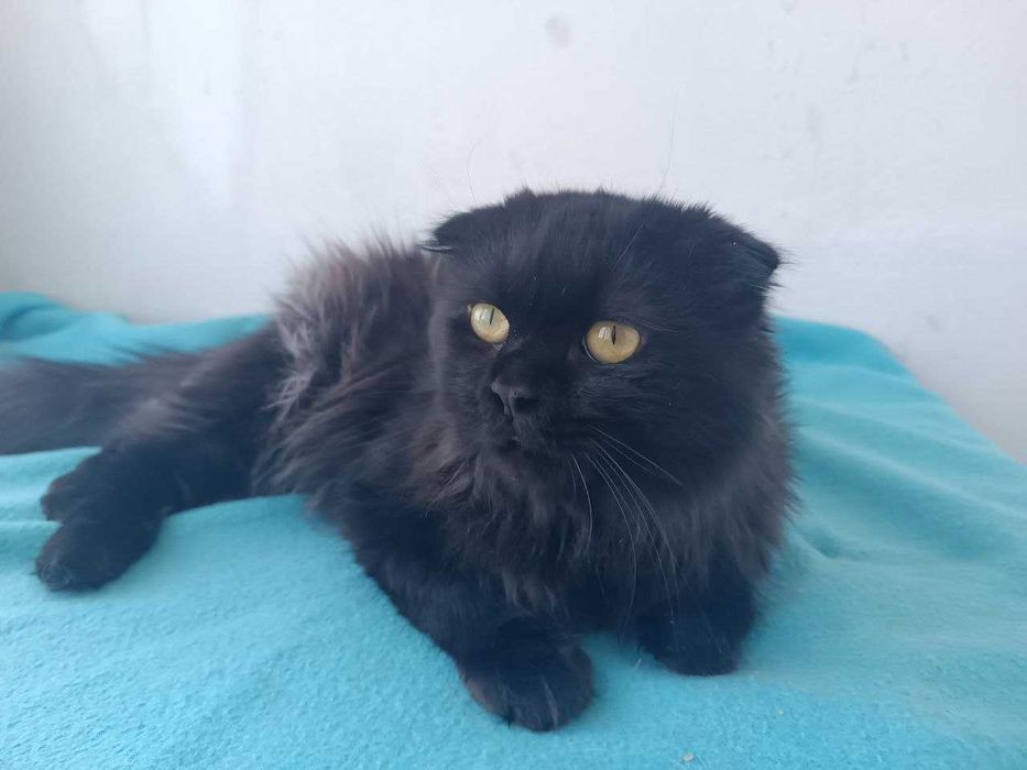 Продам кошечек в хорошие руки