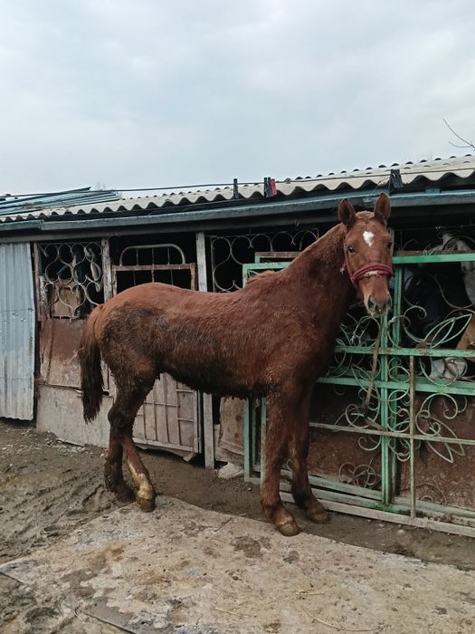 Кунан тай жылкы жеребец