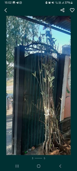 Продам саженцы Яблони