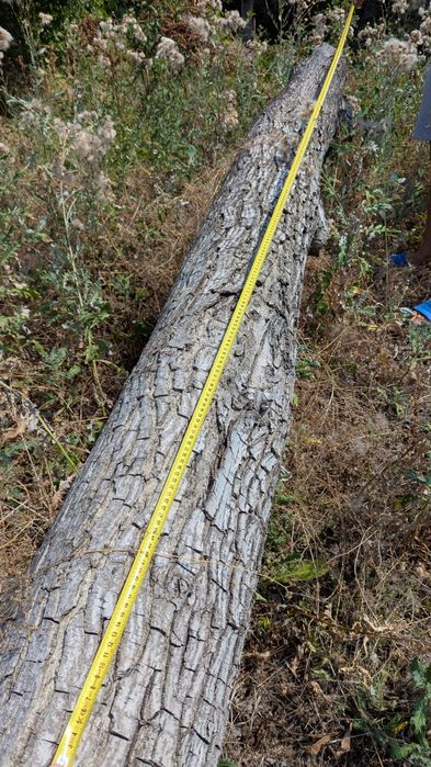 Орехово дърво 7 м + клони – с. Мерданя