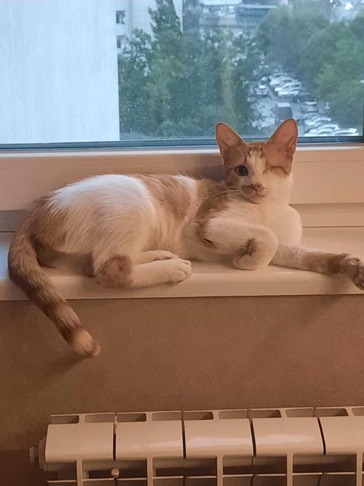 Подаряваме женско коте, кастрирано