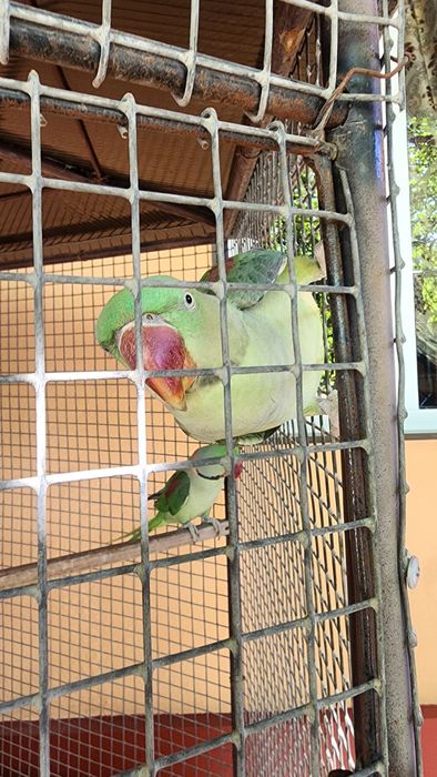 Александриские попугай пара