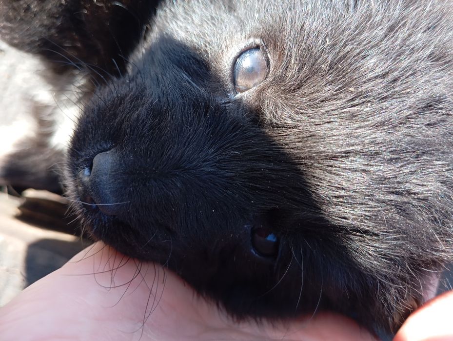 Отдам щенят -звоночки