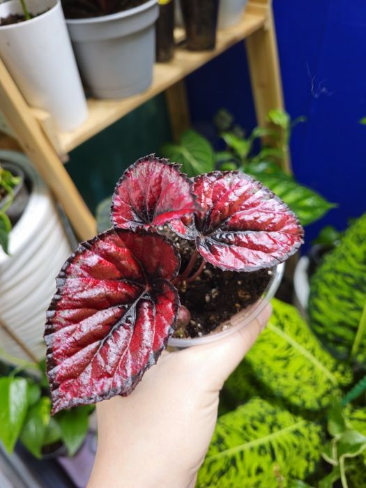 Бегония разных сортов