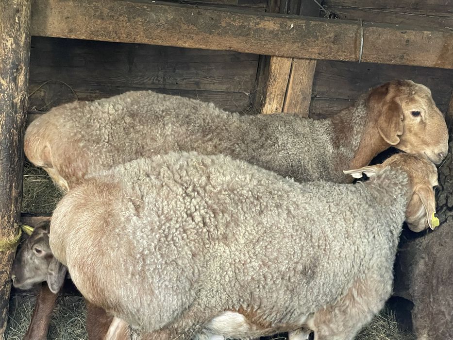 Продам молодых кошкаров