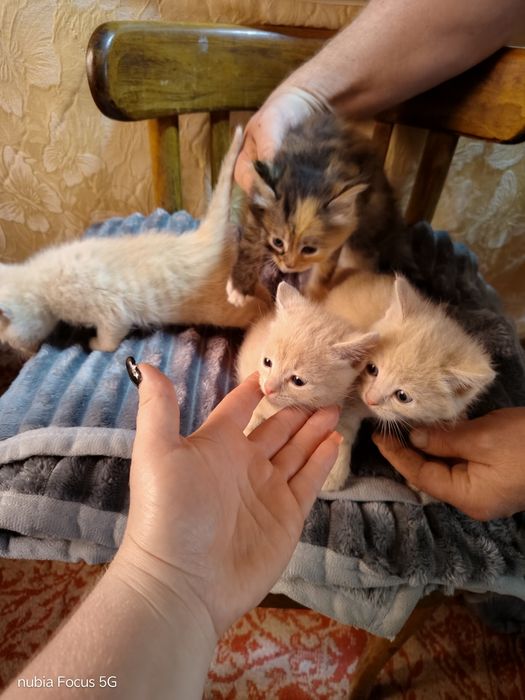 Отдам даром котят ооочень красивые