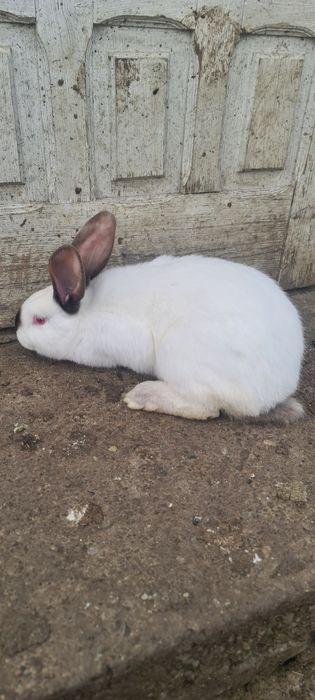 Vând iepuri uriaș de transilvania.