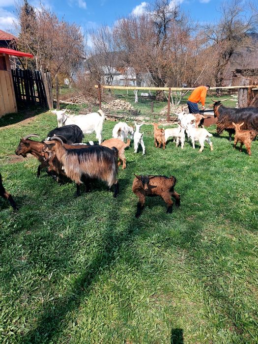 Capre la prima și a doua fătare.