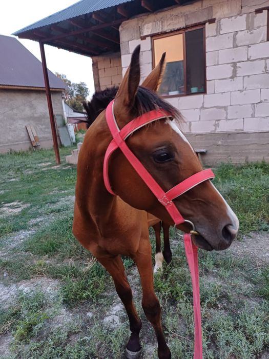 Донен шыгар жылкы