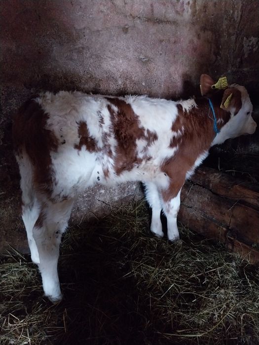 Vând vițea de o lună