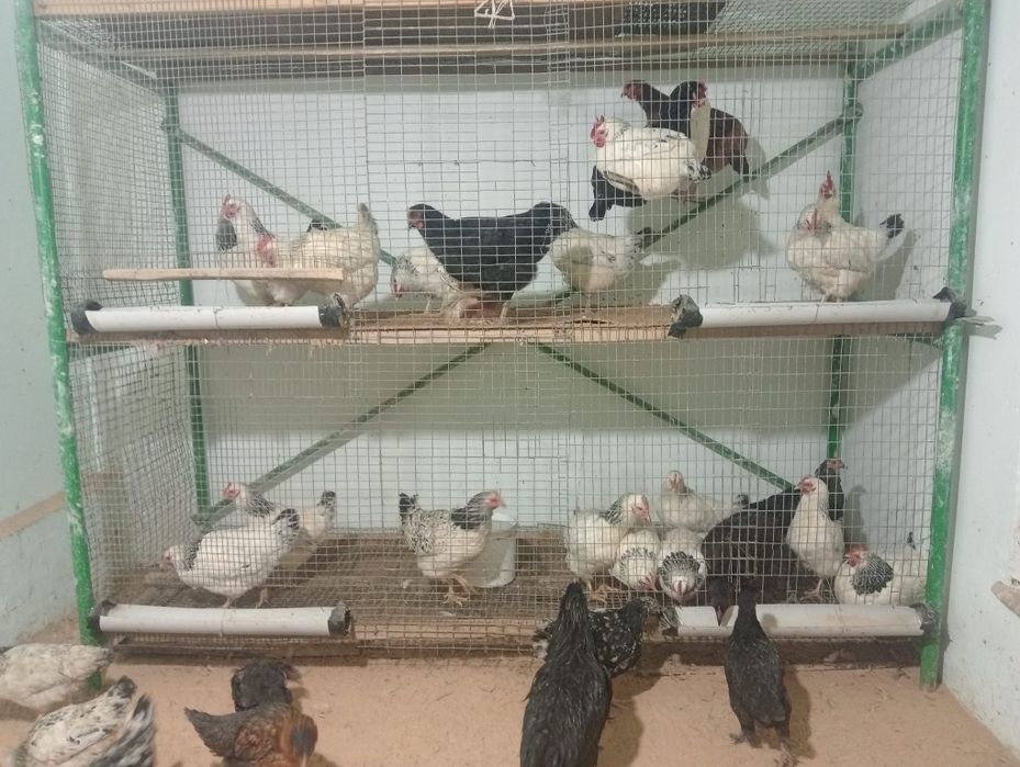 Тауықтар сатылады. Туркестан да