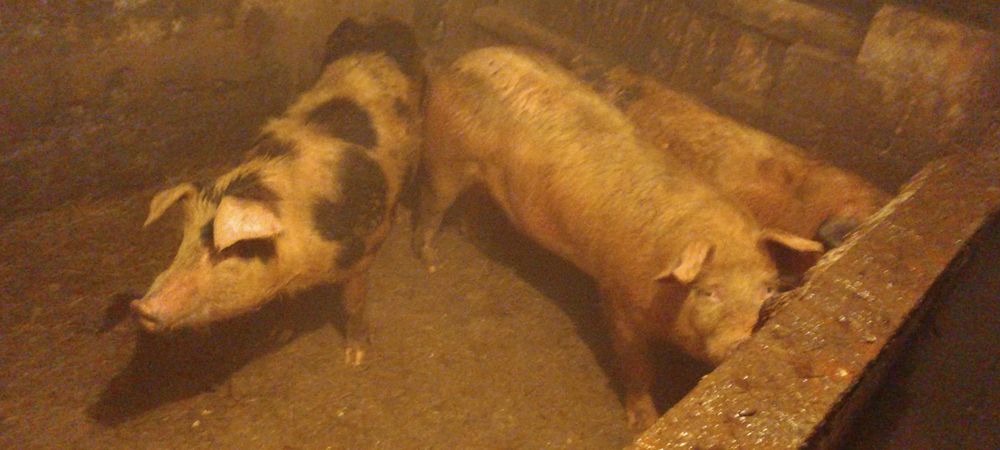 Продаются свиньи!!!