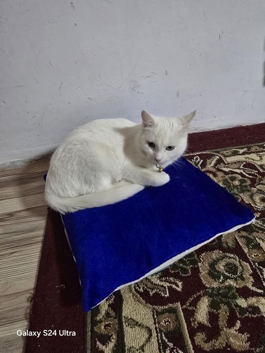 Ищу котика для вязки