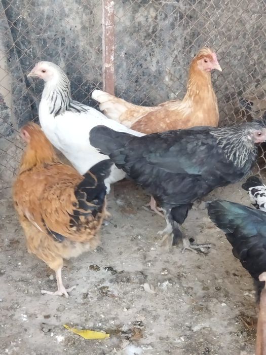 Продам куры домашние