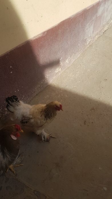 Brama tovuq horoz sotiladi