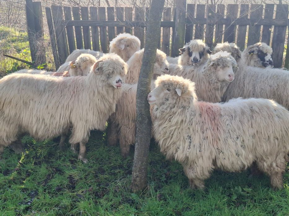 Vând 10 oi țurcane