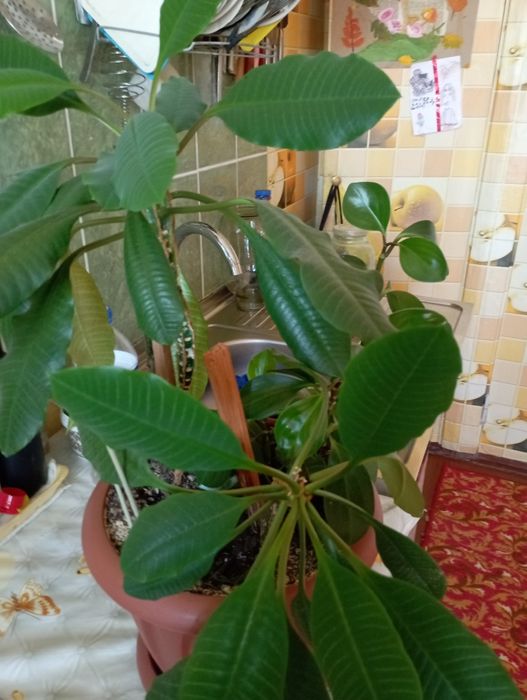 Продам комнатные цветы