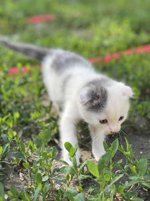 Вислоухие котята